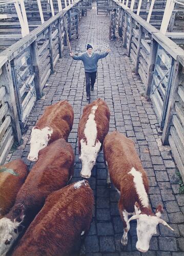 Yardman with Cattle, Newmarket Saleyards, 1987