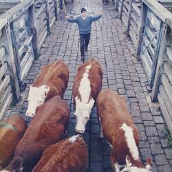 Digital Photograph - Yardman with Cattle, Newmarket Saleyards, Newmarket, 1987