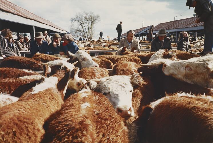 Store Cattle Sales, Newmarket Saleyards, Sept 1985