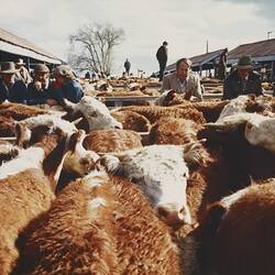 Digital Photograph - Store Cattle Sales, Newmarket Saleyards, Newmarket, Sep 1985
