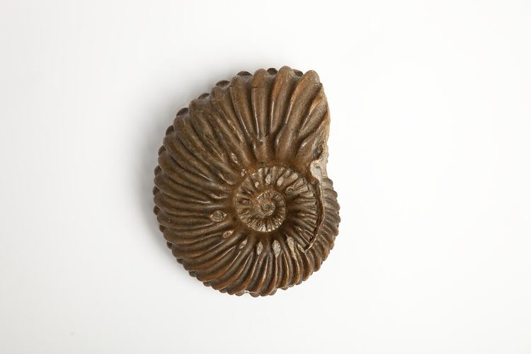 Brown spiral ammonite shell fossil.