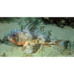Common Gurnard Perch on a sandy seabed.