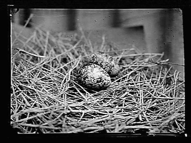 Two patterned eggs in twig nest.