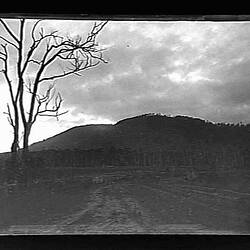 Glass Negative - Hillside, by A.J. Campbell, Dandenong Ranges, Victoria, circa 1900