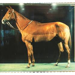 Postcard - Nu-Colour-Vue, Phar Lap on Display at Museum Victoria, 1986