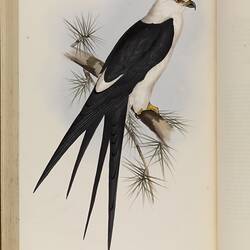 Brown bird of prey with a white head and breast, perched on a branch.