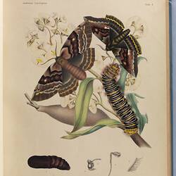 Rare Book - Alexander Walker Scott, 'Australian Lepidoptera and their transformations', London : John van Voorst ; Sydney : Printed by order of the Trustees, 1864-1898