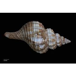 Dorsal view of brown and white snail shell.