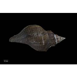 Dorsal view of dark brown marine snail shell.