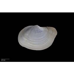 Side view of white, wavy bivalve shell with scale bar.