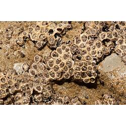 Clumps of yellow Honeycomb Barnacles on a rocky shore.