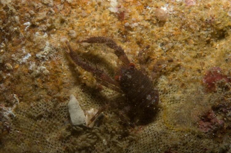 <em>Galathea australiensis</em>, Squat Lobster. Portsea Pier, Port Phillip, Victoria.