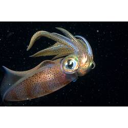 Iridescent spotty squid in dark water.