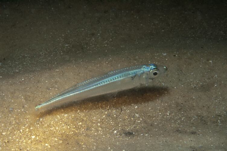 Small silvery fish above sand.
