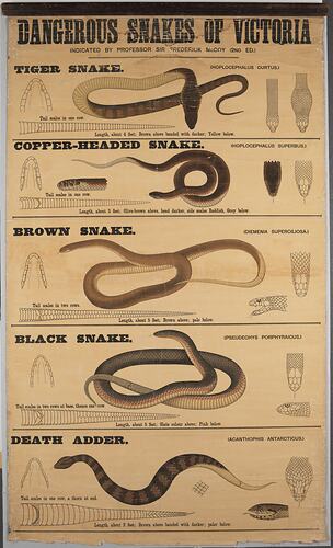 Poster showing illustrations of dangerous snakes.