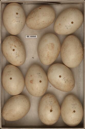 Twelve bird eggs with specimen labels in box.