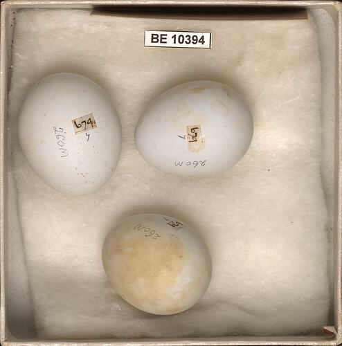 Three bird eggs with specimen labels in box.