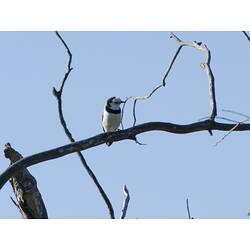 White bird with black head sitting on branch.