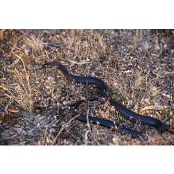 <em>Pseudechis porphyriacus</em>, Red-bellied Black Snake. Grampians National Park, Victoria.