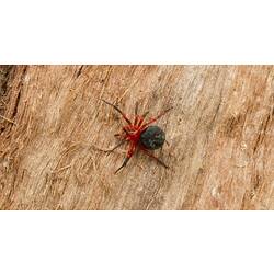 Red and black spider on tree trunk.