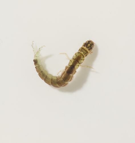 Brown segmented larva on white background.