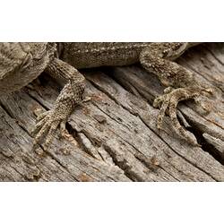 Front, rear foot of grey lizard on wood.