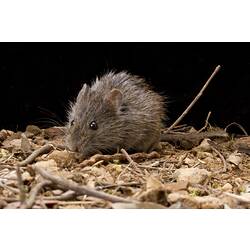 A Heath Mouse on leaf litter and dirt.