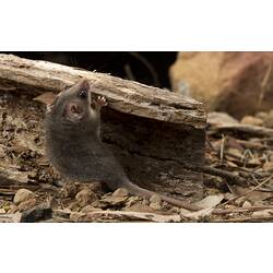 Eastern Pygmy-possum.