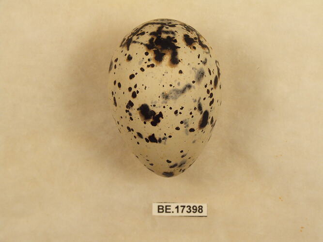 Bird egg with specimen label.