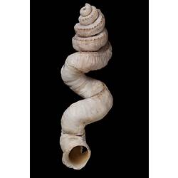 Long, irregular, coiled shell.