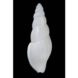 Dorsal view of white marine snail shell.