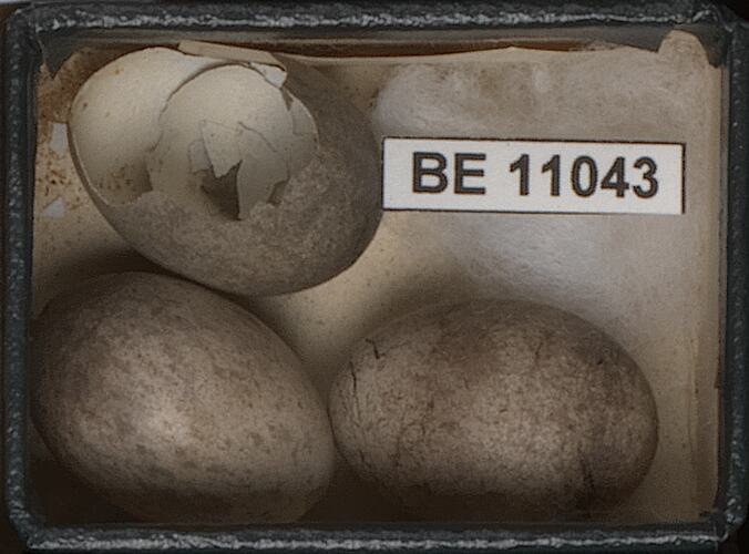 Three bird eggs, one broken, with specimen labels.