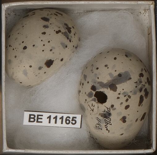 Two bird eggs with specimen label in box.