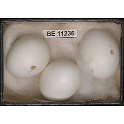 Three bird eggs with specimeb label.