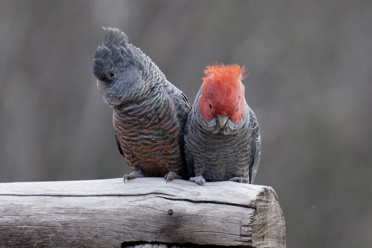 Female and male Gang-gang Cockatoo sitting on a building.