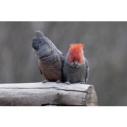 Female and male Gang-gang Cockatoo sitting on a building.