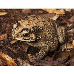 Pale brown, black-spotted toad on leaf litter.