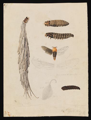 Coloured drawing of case moth larvae and moths.