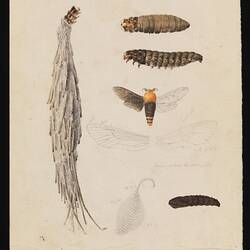 Coloured drawing of case moth larvae and moths.