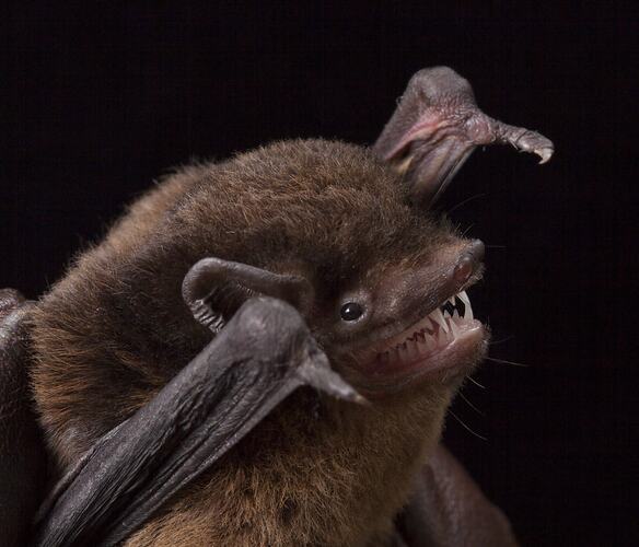 Detail of head and wing tips of small brown bat.