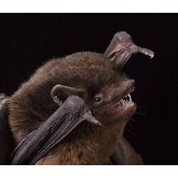 Detail of head and wing tips of small brown bat.