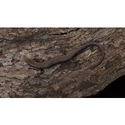 Southern Forest Cool-skink.