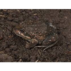 Bumpy brown frog on brown mud.