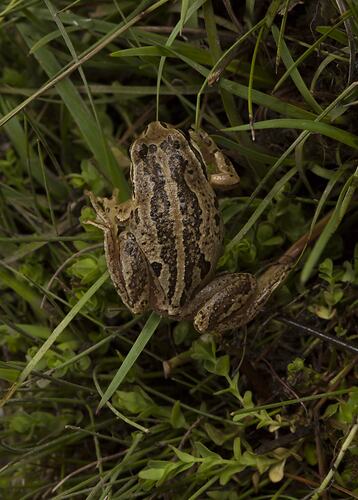 Mottled brown frog on grass.