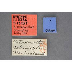 Entomology type specimen labels.