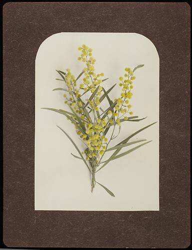 Still life of yellow wattle flowers.