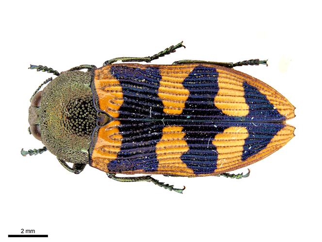 Pinned blue and orange jewel beetle specimen, dorsal view.
