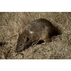<em>Isoodon obesulus</em>, Southern Brown Bandicoot. Mount Rothwell Sanctuary, Victoria.