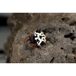 Black, white and yellow spiny spider.