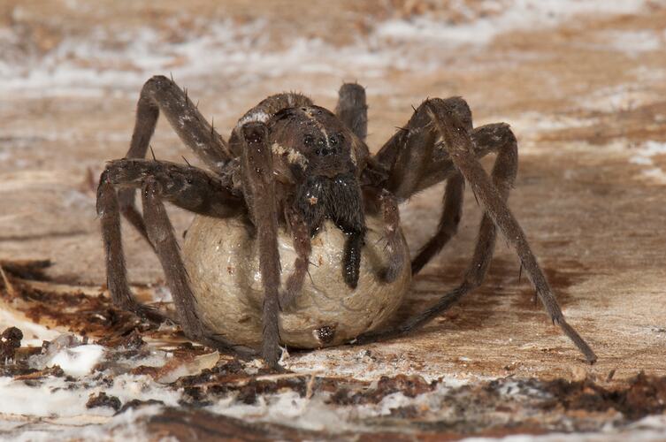 Brown spider with rounded cream egg sac underneath.